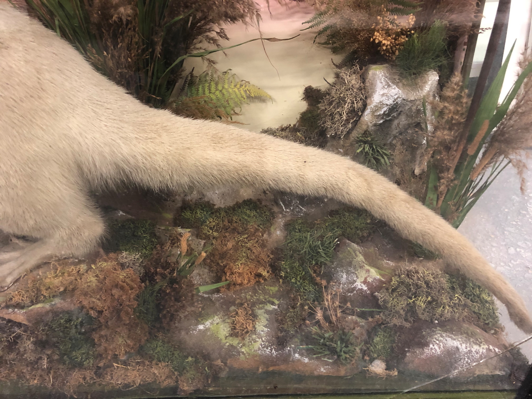 A TAXIDERMY WHITE OTTER IN A GLAZED EBONISED CASE, PRESERVED AMONGST BULLRUSHES WITH A FISH, THE - Image 6 of 14