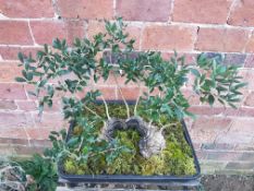 LARGE EUROPEAN OLIVE YAMADORI BONSAI. HOLLOW STUMP, GNARLED BARK. APPROX. 40/50 YEARS OLD IN