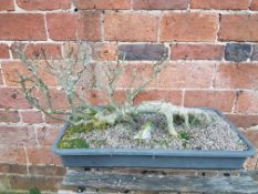 ENGLISH ASH YAMADORI BONSAI TREE, IN FALLEN RAFT STYLE. APPROX. 30 YEARS OLD IN TRAINING POT. W.