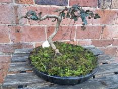 IVY YAMADORI BONSAI. 8 YEARS OLD, INFORMAL UPRIGHT. Dia. 30cm x H. 27cms.