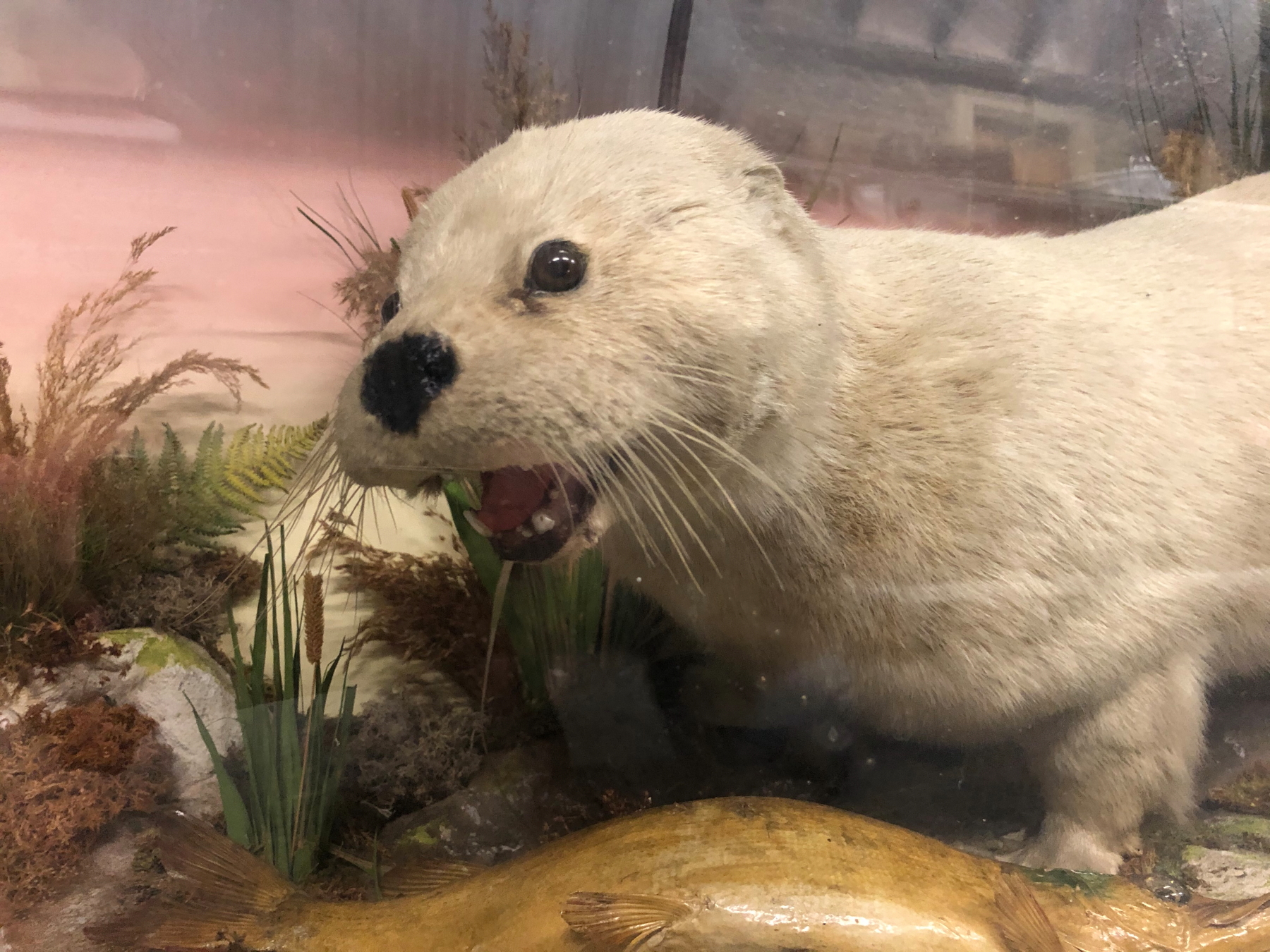 A TAXIDERMY WHITE OTTER IN A GLAZED EBONISED CASE, PRESERVED AMONGST BULLRUSHES WITH A FISH, THE - Image 12 of 14