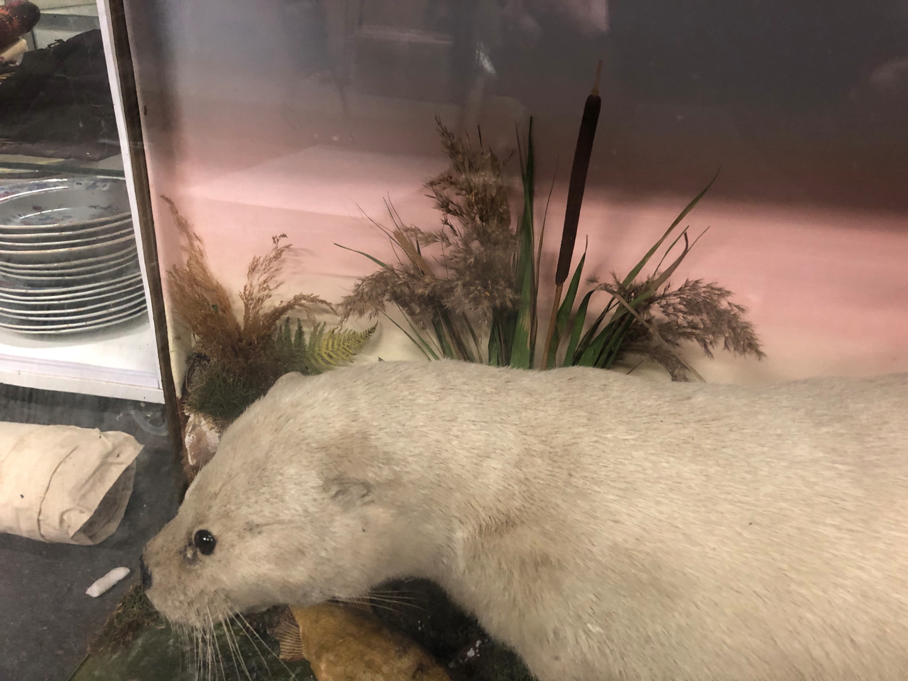 A TAXIDERMY WHITE OTTER IN A GLAZED EBONISED CASE, PRESERVED AMONGST BULLRUSHES WITH A FISH, THE - Image 13 of 14