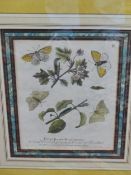 FOUR ANTIQUE HAND COLOURED BOTANICAL /INSECT PRINTS AFTER E. ALBIN, BESPOKE MOUNTS AND FRAMES, 27