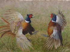 G.L. WOODLEY, 20th/21st.C. ARR, TWO COCK PHEASANTS, SIGNED WATERCOLOUR, 39 x 65cms.