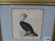 SIX ANTIQUE ORNITHOLOGICAL PRINTS IN UNIFORM GILT FRAMES WITH SHAPED MOUNTS, IMAGE SIZES VARY (6).