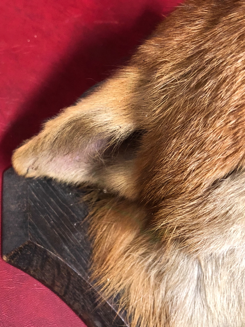 TWO OAK SHIELD MOUNTED FOX MASKS TOGETHER WITH TWO PADS, THE LATTER SHIELDS AND ONE FOX MASK - Image 15 of 17