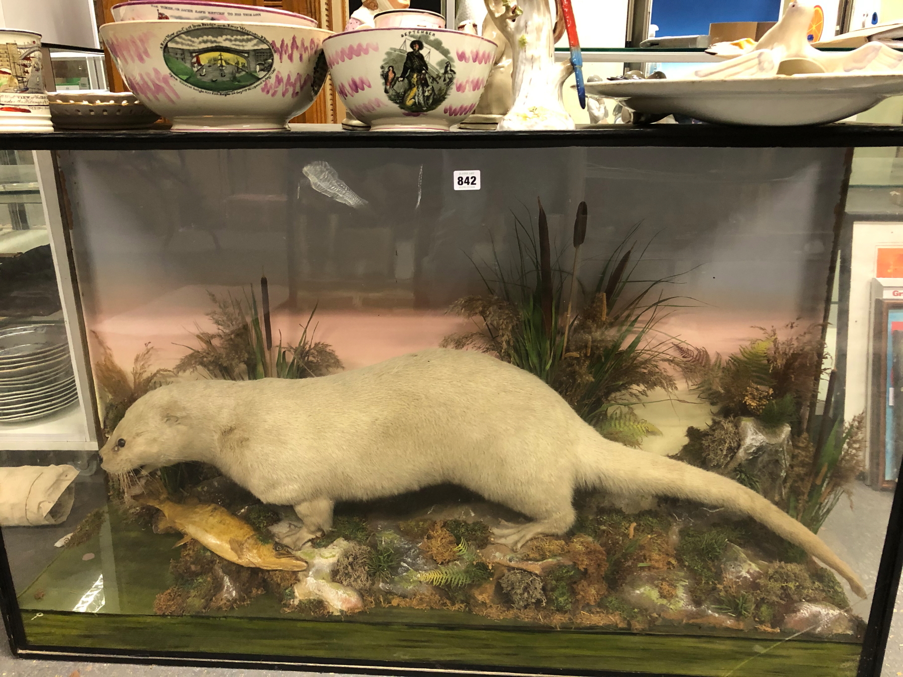 A TAXIDERMY WHITE OTTER IN A GLAZED EBONISED CASE, PRESERVED AMONGST BULLRUSHES WITH A FISH, THE