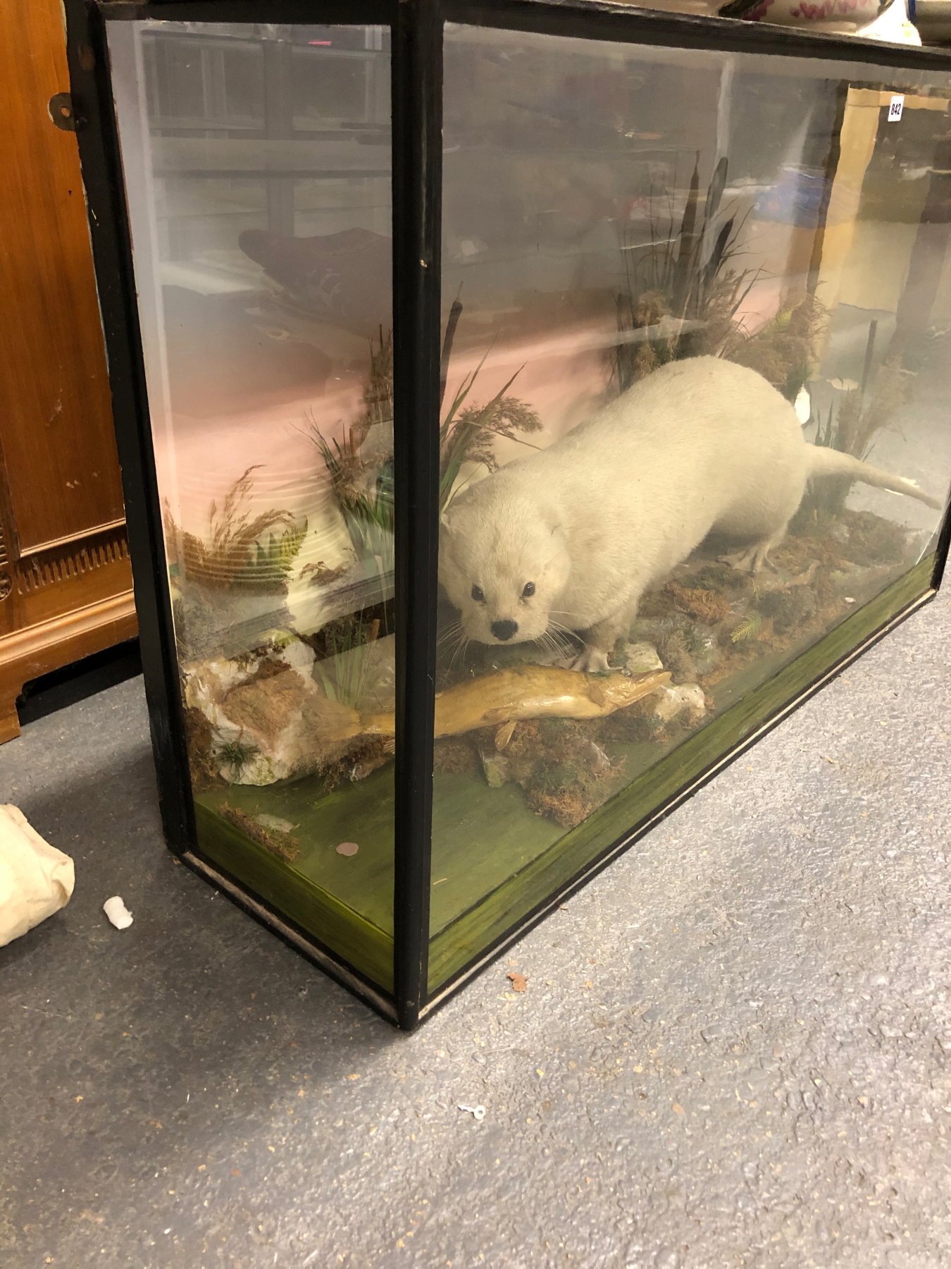 A TAXIDERMY WHITE OTTER IN A GLAZED EBONISED CASE, PRESERVED AMONGST BULLRUSHES WITH A FISH, THE - Image 3 of 14