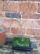 HORNBEAM BONSAI YAMADORI. 5 YEAR OLD BONSAI MATERIAL TRAINING TO INFORMAL UPRIGHT. H. 50 x D. 20 x