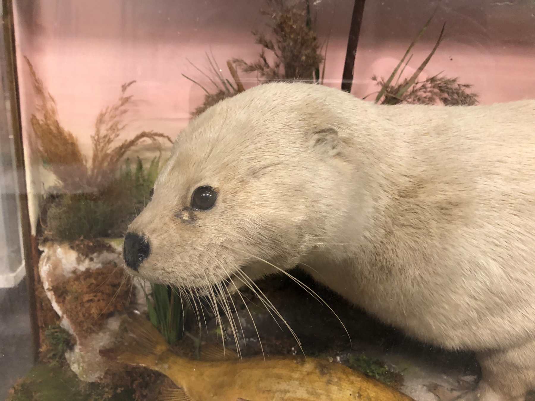 A TAXIDERMY WHITE OTTER IN A GLAZED EBONISED CASE, PRESERVED AMONGST BULLRUSHES WITH A FISH, THE - Image 11 of 14