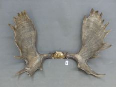 A PAIR OF MOOSE ANTLERS ATTACHED TO A PIECE OF SKULL FOR WALL MOUNTING. W 118cms.