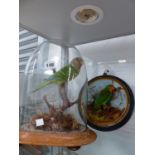 A TAXIDERMY SMALL GREEN PARROT UNDER GLASS DOME T/W A FURTHER SMALLER EXAMPLE