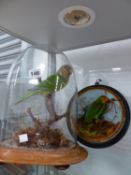 A TAXIDERMY SMALL GREEN PARROT UNDER GLASS DOME T/W A FURTHER SMALLER EXAMPLE