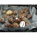 A SMALL COLLECTION OF COWRIE SHELLS.