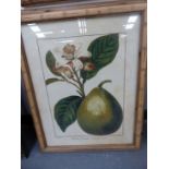 SIX DECORATIVE COLOUR PRINTS OF FRUIT, IN CARVED FAUX BAMBOO FRAMES, OVERALL 72 x 56cms (6).