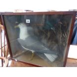 A LARGE TAXIDERMY HERRING GULL, TOGETHER WITH A KINGFISHER IN GLAZED WOODEN CASE.