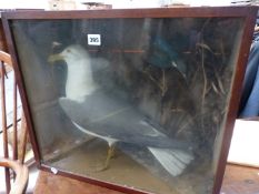 A LARGE TAXIDERMY HERRING GULL, TOGETHER WITH A KINGFISHER IN GLAZED WOODEN CASE.