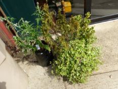 A STONE SINK AND A BLACK PLANTER BOTH WITH PLANTS