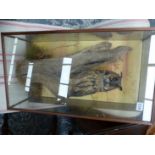 A TAXIDERMY LONG EARED OWL. DOE REF NUMBER 089073.