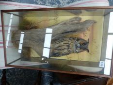 A TAXIDERMY LONG EARED OWL. DOE REF NUMBER 089073.