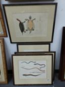 A GROUP OF SIX ANTIQUE HAND COLOURED PRINTS OF VARIOUS TURTLES, REPTILES AND FISH, UNIFORMLY