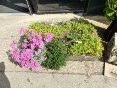 A STONE SINK WITH PLANTS