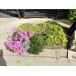 A STONE SINK WITH PLANTS