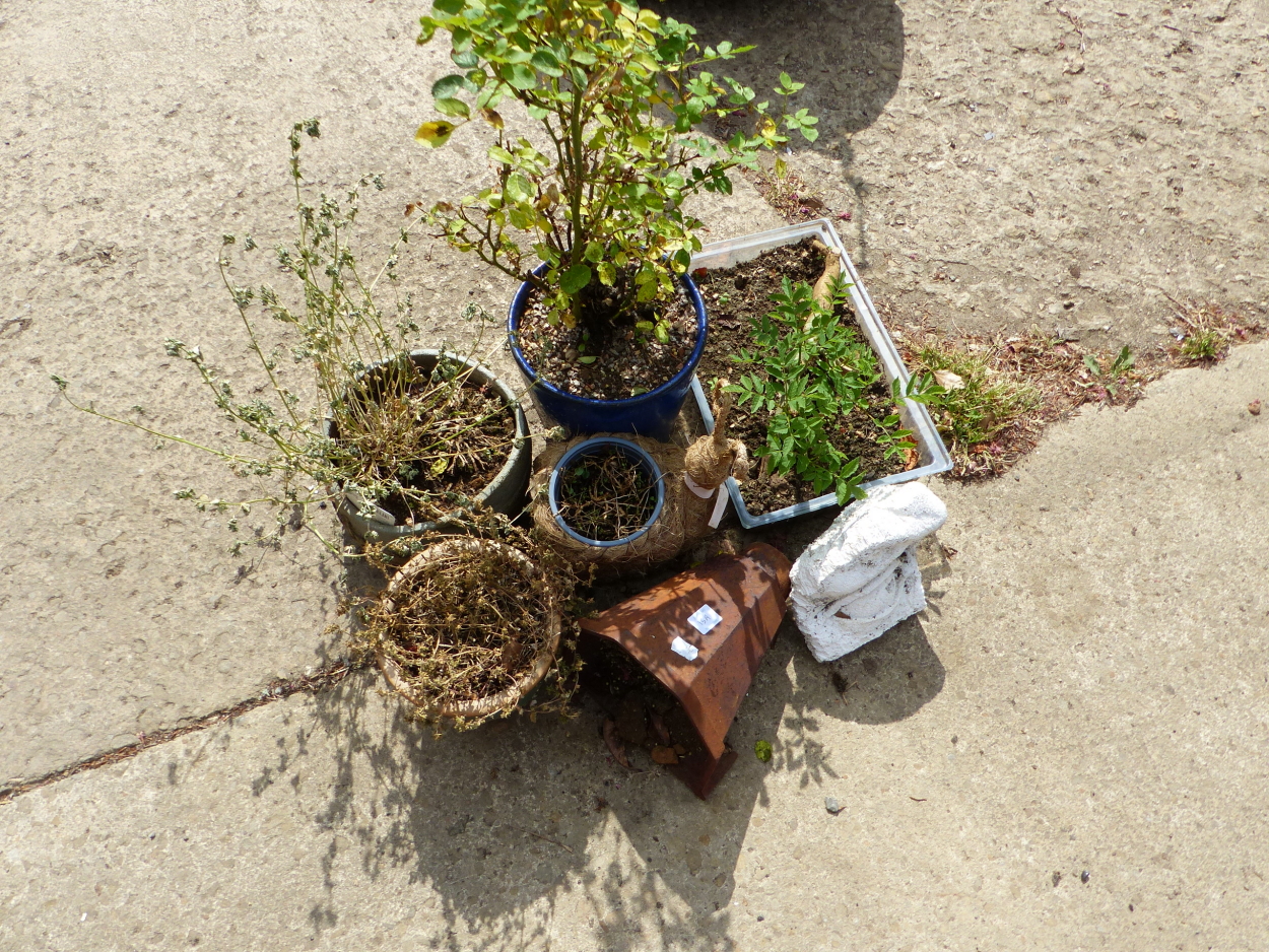 A BONSAI PLANT, VARIOUS PLANT POTS, A RAIN HOPPER, ETC.