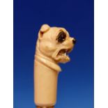 A WALKING CANE WITH IVORY BULL DOG HEAD HANDLE, BLACK LINER AROUND THE GLASS EYES AND ABOVE A 9CT