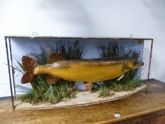 TAXIDERMY. A PRESERVED PIKE CAUGHT AT TATTINGSTONE HALL IN 1886, THE BOW FRONTED CASE ONCE GLAZED.