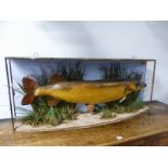 TAXIDERMY. A PRESERVED PIKE CAUGHT AT TATTINGSTONE HALL IN 1886, THE BOW FRONTED CASE ONCE GLAZED.