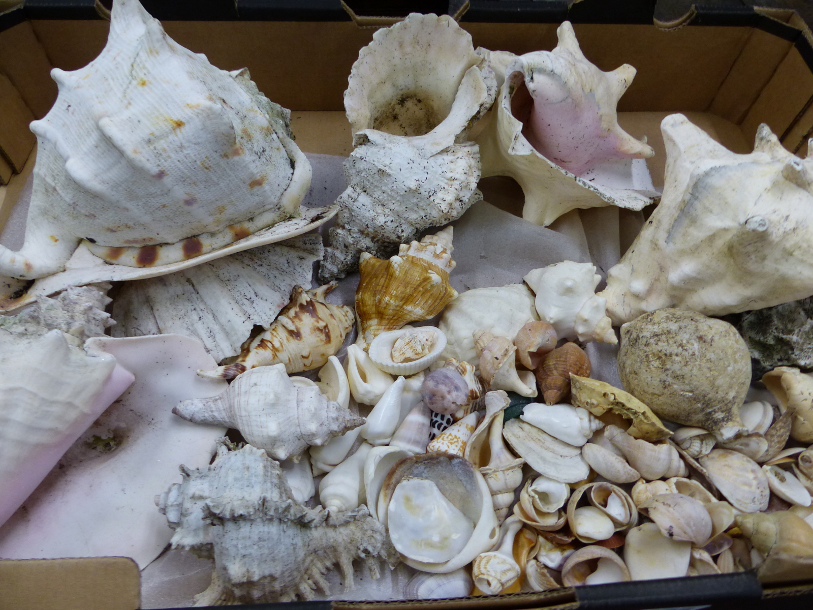 A BOX OF VINTAGE SEA SHELLS.