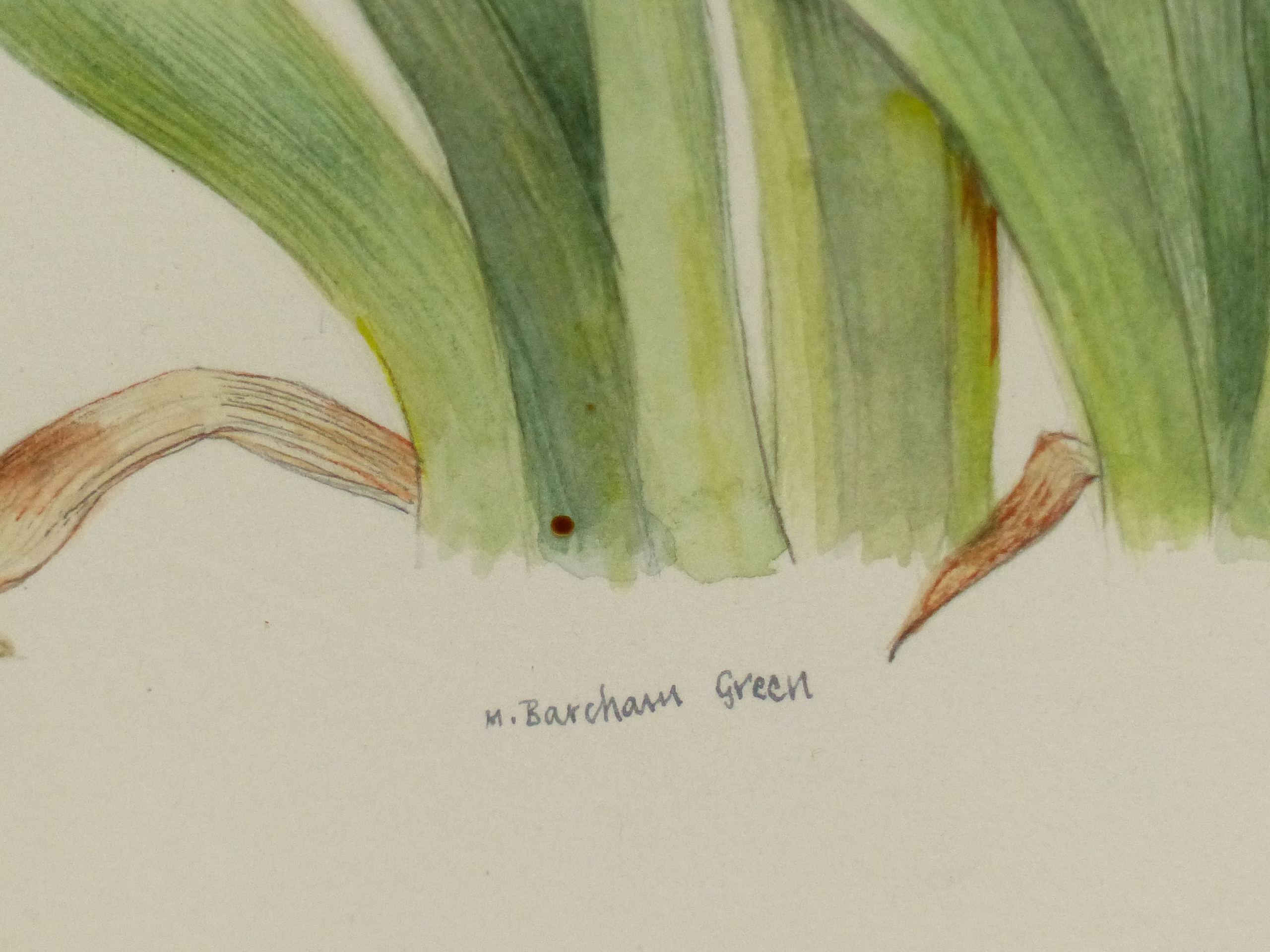 •M BARCHAM GREEN (20th CENTURY SCHOOL). ARR. THREE BOTANICAL STUDIES, ALL SIGNED WATERCOLOURS, SIZES - Image 2 of 5