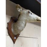 TAXIDERMY. AN OAK SHIELD MOUNTED HEAD OF A DEER.