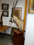 A TAXIDERMY GEMSBOK HEAD ON WOODEN STAND. H 230cms.