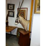 A TAXIDERMY GEMSBOK HEAD ON WOODEN STAND. H 230cms.