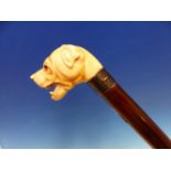 AN EBONY WALKING CANE WITH IVORY DOGS HEAD HANDLE, ITS MOUTH OPEN BELOW GLASS EYES AND ABOVE A WHITE