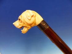 AN EBONY WALKING CANE WITH IVORY DOGS HEAD HANDLE, ITS MOUTH OPEN BELOW GLASS EYES AND ABOVE A WHITE