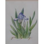 •M BARCHAM GREEN (20th CENTURY SCHOOL). ARR. THREE BOTANICAL STUDIES, ALL SIGNED WATERCOLOURS, SIZES