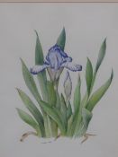 •M BARCHAM GREEN (20th CENTURY SCHOOL). ARR. THREE BOTANICAL STUDIES, ALL SIGNED WATERCOLOURS, SIZES