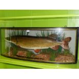 TAXIDERMY. A PIKE CAUGHT AT WEALD PARK IN 1952, PRESERVED BY W F HOMER, THE BOW FRONT CASE WITH VER