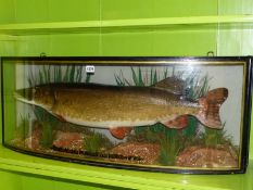 TAXIDERMY. A PIKE CAUGHT AT WEALD PARK IN 1952, PRESERVED BY W F HOMER, THE BOW FRONT CASE WITH VER