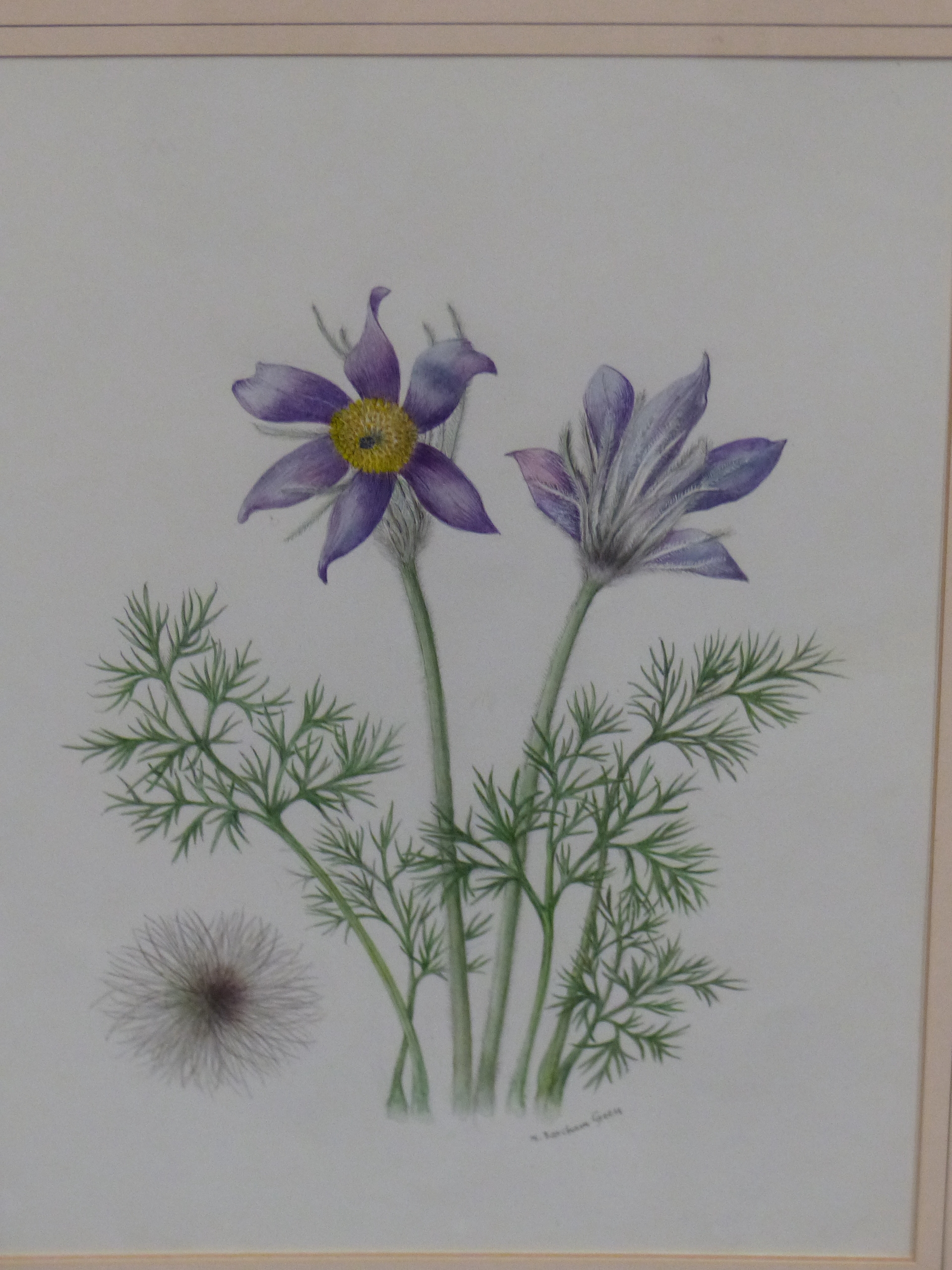 •M BARCHAM GREEN (20th CENTURY SCHOOL). ARR. THREE BOTANICAL STUDIES, ALL SIGNED WATERCOLOURS, SIZES - Image 4 of 5