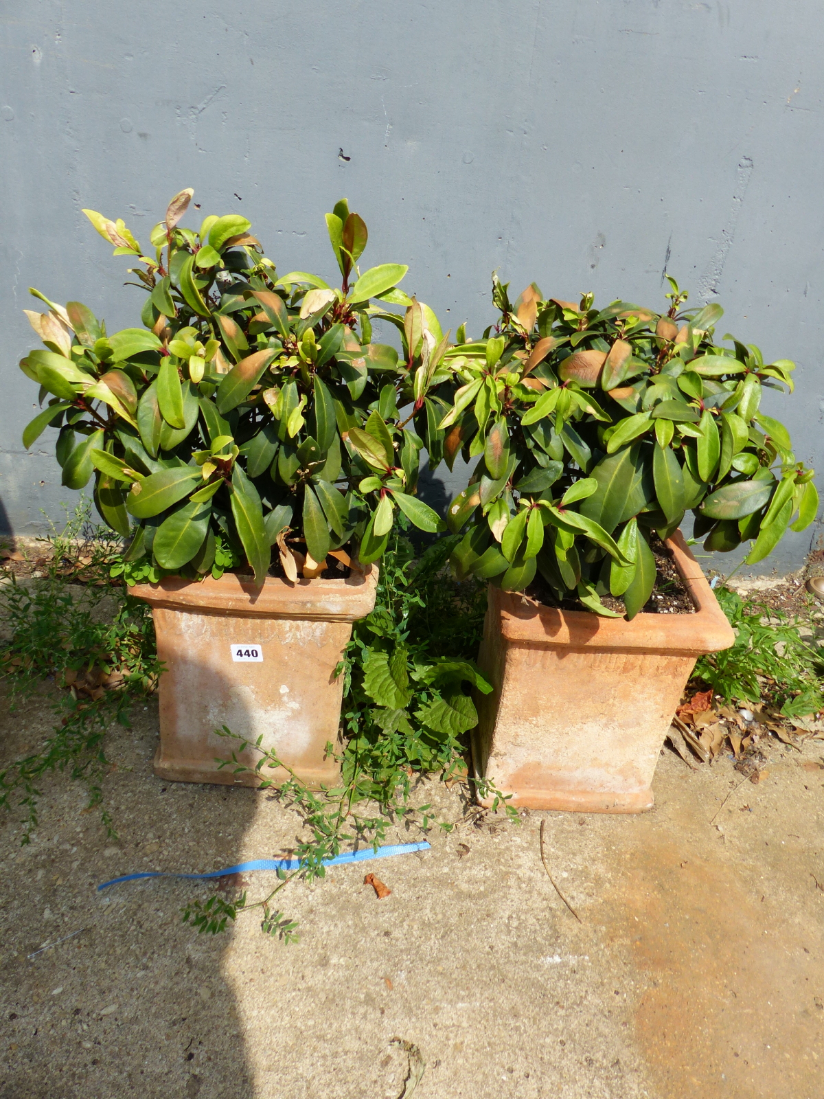 A PAIR OF PLANTS IN TERRACOTTA POTS