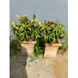 A PAIR OF PLANTS IN TERRACOTTA POTS