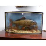 TAXIDERMY. A 10lb CARP CAUGHT AT ILFORD IN 1947 AND PRESERVED IN A BOW FRONTED CASE. W 74cms.