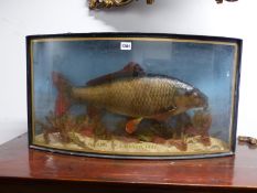 TAXIDERMY. A 10lb CARP CAUGHT AT ILFORD IN 1947 AND PRESERVED IN A BOW FRONTED CASE. W 74cms.