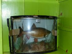 TAXIDERMY. A FISH CAUGHT AT LANGFORD IN 1893 AND PRESERVED BY W F HOMER PRESENTED IN A VERRE EGLOMI