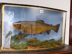 TAXIDERMY. A BROWN TROUT WITH A FLY AND HOOK IN ITS MOUTH AS WHEN IT WAS CAUGHT AT RAINHAM IN 1926,