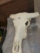 A COW SKULL.